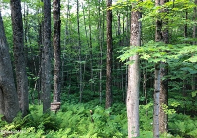 220 Hawley Rd, Ashfield, Massachusetts 01330, ,Land,For Sale,Hawley Rd,73022571