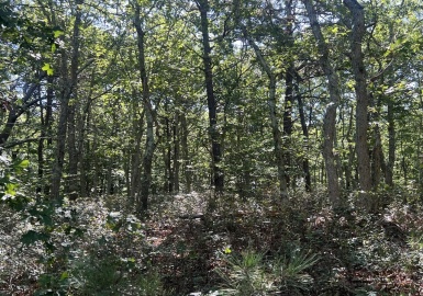 94 Lowell Road, Mashpee, Massachusetts 02649, ,Land,For Sale,Lowell Road,73166059