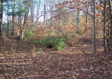 0 West St, Goshen, Massachusetts 01032, ,Land,For Sale,West St,72106354