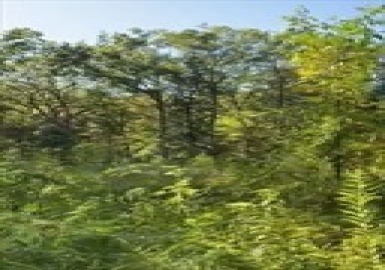 0 Berry Corner Ln, Carlisle, Massachusetts 01741, ,Land,For Sale,Berry Corner Ln,73196206