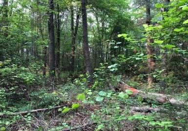 186-R Bryant Street, Berkley, Massachusetts 02779, ,Land,For Sale,Bryant Street,73124847