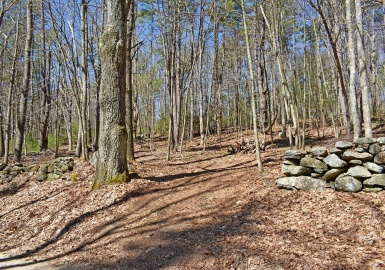 70 Carter Pond Rd, Petersham, Massachusetts 01366, ,Land,For Sale,Carter Pond Rd,73228915