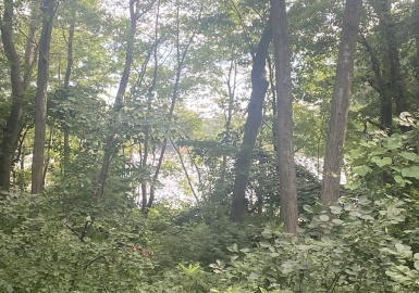 0 Lakeshore Drive, Bellingham, Massachusetts 02019, ,Land,For Sale,Lakeshore Drive,73020484