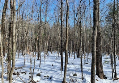 0 Otis Tolland Rd, Blandford, Massachusetts 01008, ,Land,For Sale,Otis Tolland Rd,73073367