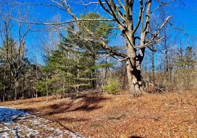 16 Mead Terrace, Acton, Massachusetts 01720, ,Land,For Sale,Mead Terrace,73065037