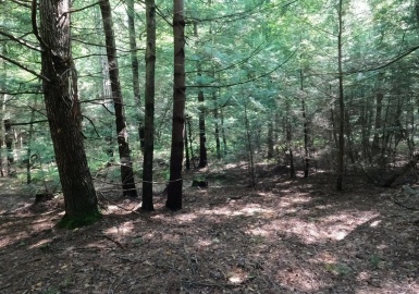 Lot 2 Valentine Rd, Phillipston, Massachusetts 01331, ,Land,For Sale,Valentine Rd,72886276