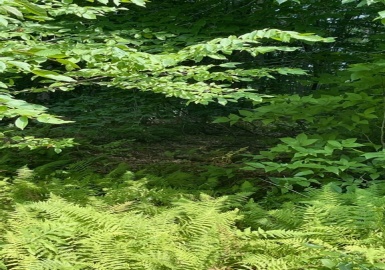 000 Bonnie Rigg Hill Rd, Becket, Massachusetts 01223, ,Land,For Sale,Bonnie Rigg Hill Rd,72947930