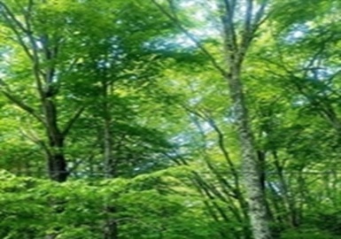 Lot 6 Colebrook River Road, Tolland, Massachusetts 01034, ,Land,For Sale,Colebrook River Road,73086462
