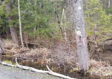 0 Arthur Pease Rd, Middlefield, Massachusetts 01050, ,Land,For Sale,Arthur Pease Rd,73029429