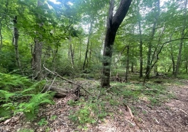 50 Emmett Street, Boston, Massachusetts 02136, ,Land,For Sale,Emmett Street,73146176