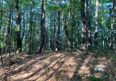 79 Ann Lee Rd, Harvard, Massachusetts 01451, ,Land,For Sale,Ann Lee Rd,73140312