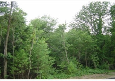 0 B Street (.77 Acre Lot), Stoughton, Massachusetts 02072, ,Land,For Sale,B Street (.77 Acre Lot),73133362