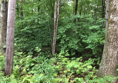 0 Norwalk, Monterey, Massachusetts 01224, ,Land,For Sale,Norwalk,73008841
