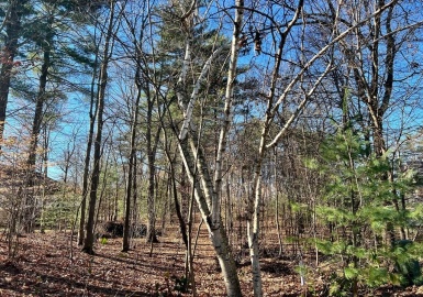 Lot A Lawrence Circle, Amherst, Massachusetts 01002, ,Land,For Sale,Lawrence Circle,73060674