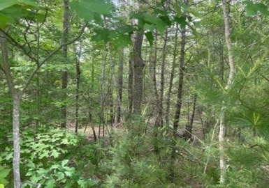 170 Elm Street, Hanson, Massachusetts 02341, ,Land,For Sale,Elm Street,73294790