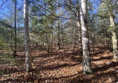 0 Wendell Rd, New Salem, Massachusetts 01355, ,Land,For Sale,Wendell Rd,73312259