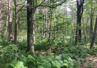 0 North St, Holden, Massachusetts 01520, ,Land,For Sale,North St,73315305