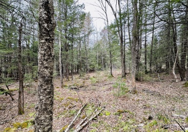 0 Shaw Road, Cummington, Massachusetts 01026, ,Land,For Sale,Shaw Road,73327378