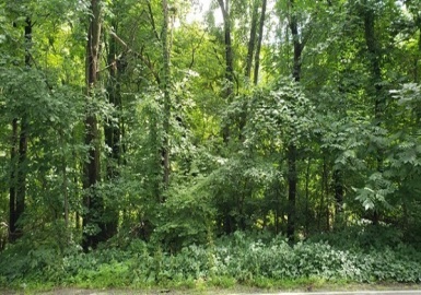 0 Oak St, Ashland, Massachusetts 01721, ,Land,For Sale,Oak St,73335111