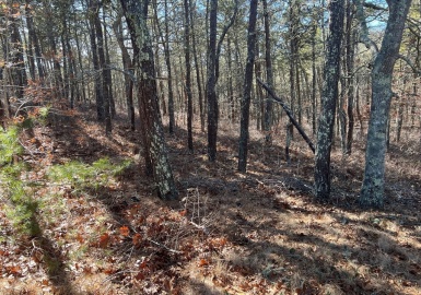 0 Tirrells Way, Chatham, Massachusetts 02659, ,Land,For Sale,Tirrells Way,73335329