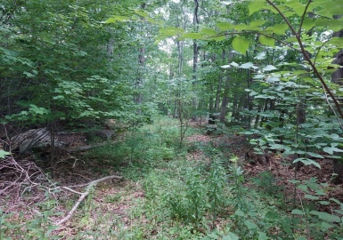 65 North Common Rd, Westminster, Massachusetts 01473, ,Land,For Sale,North Common Rd,73239562