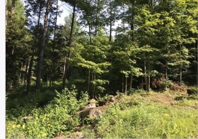 49 Old Chester Rd, Huntington, Massachusetts 01050, ,Land,For Sale,Old Chester Rd,73361200