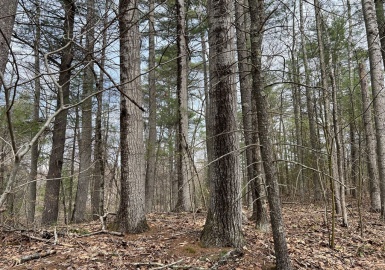 Lot 1 Monson Turnpike Road, Ware, Massachusetts 01082, ,Land,For Sale,Monson Turnpike Road,73361524