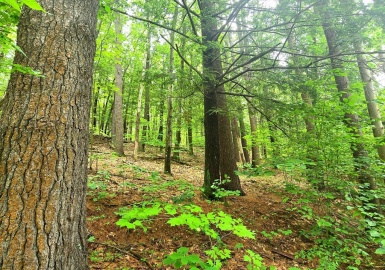 0 Lake Mattawa Rd, Orange, Massachusetts 01364, ,Land,For Sale,Lake Mattawa Rd,73386995