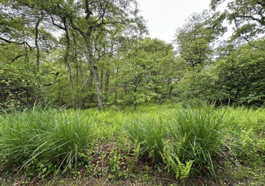 19A Locustlane, Aquinnah, Massachusetts 02535, ,Land,For Sale,Locustlane,73387819