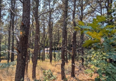 4 Sandpiper Road, Truro, Massachusetts 02666, ,Land,For Sale,Sandpiper Road,73389159