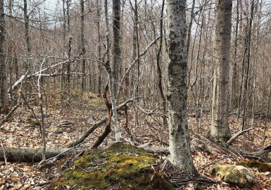 49 & 67 Shawnee Dr, Heath, Massachusetts 01346, ,Land,For Sale,Shawnee Dr,73391430