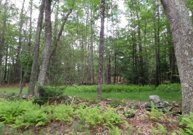 0 Pynchon Rd, Chesterfield, Massachusetts 01012, ,Land,For Sale,Pynchon Rd,73402258