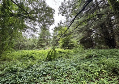 22 Haggetts Pond Rd, Andover, Massachusetts 01810, ,Land,For Sale,Haggetts Pond Rd,73403888