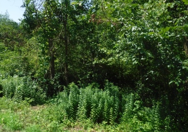 125 Pease Rd, East Longmeadow, Massachusetts 01028, ,Land,For Sale,Pease Rd,73404642