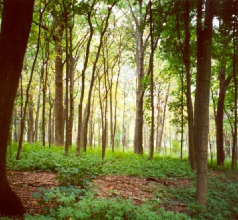 LOT 4 Winterberry Ln, Easton, Massachusetts 02356