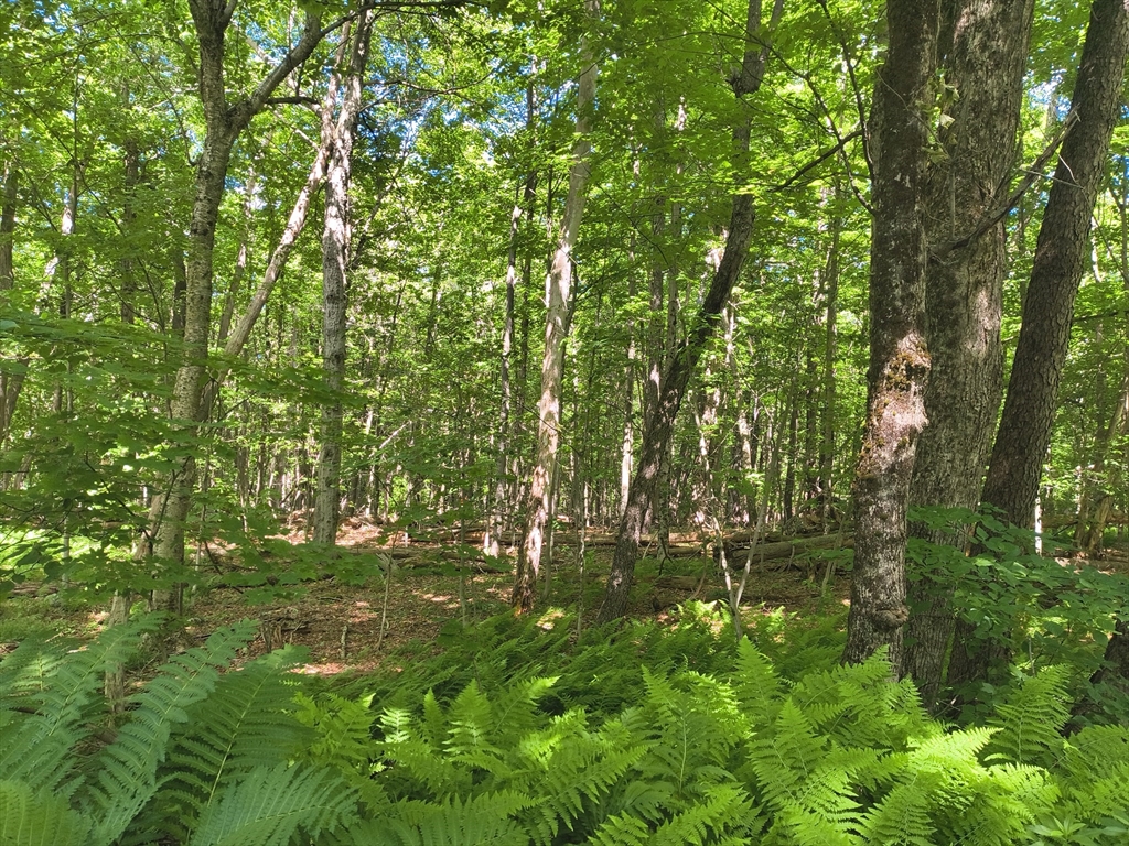 lot 2 Holcomb Road, Chester, Massachusetts 01011